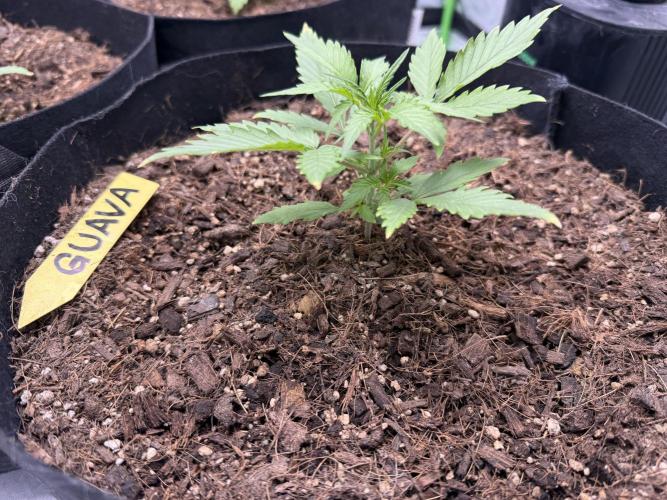 Guava Auto // MX. Week 3