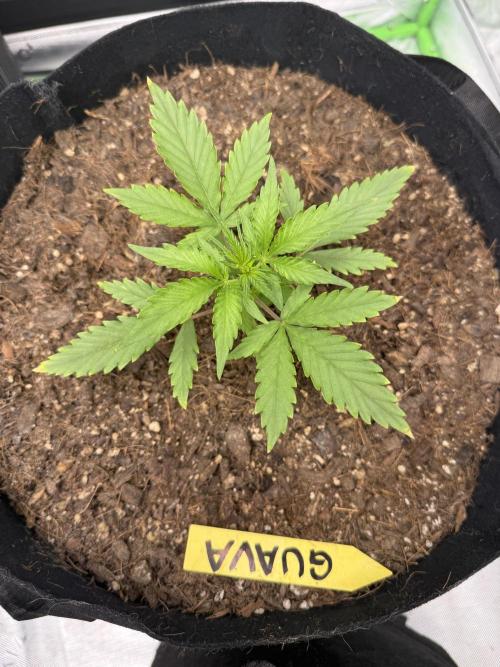 Guava Auto // MX. Week 3
