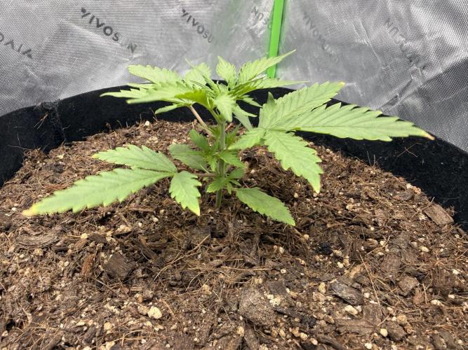 Guava Auto // MX. Week 3