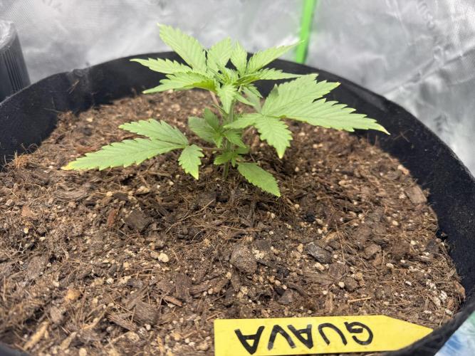 Guava Auto. Week 3