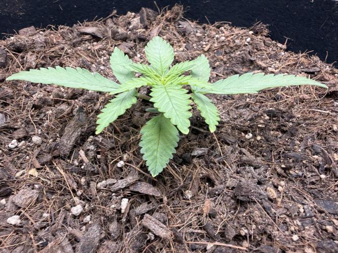 Tangie Auto // MX. Week 3