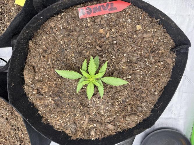 Tangie Auto // MX. Week 3