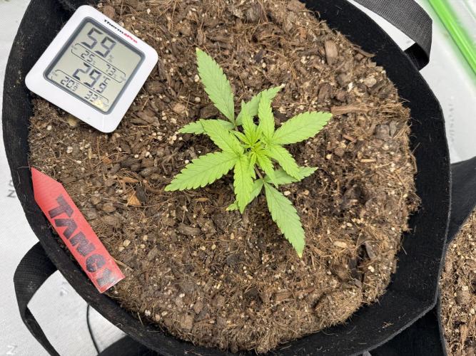 Tangie Auto // MX. Week 3