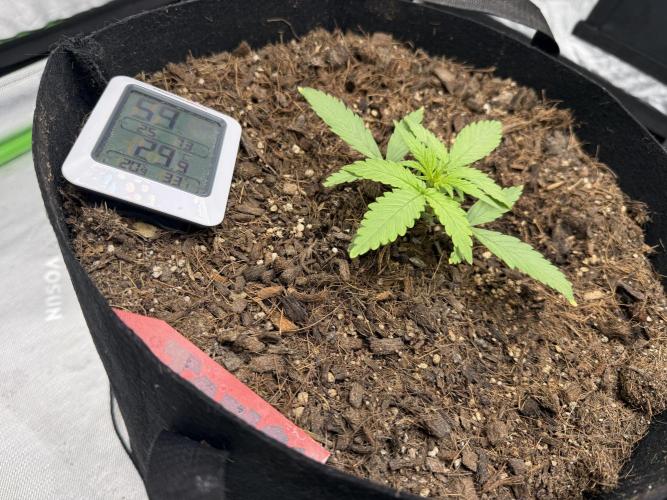 Tangie Auto // MX. Week 3