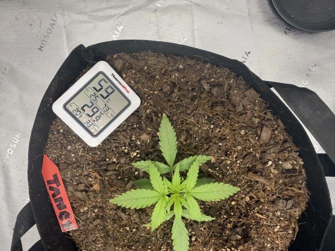 Tangie Auto // MX. Week 3