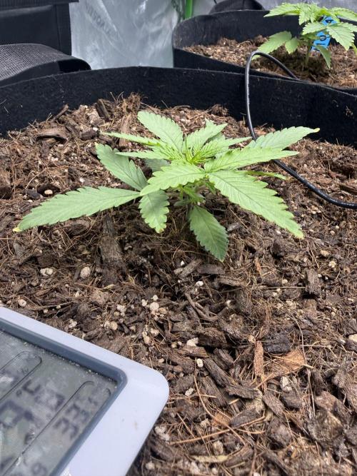 Tangie Auto // MX. Week 3