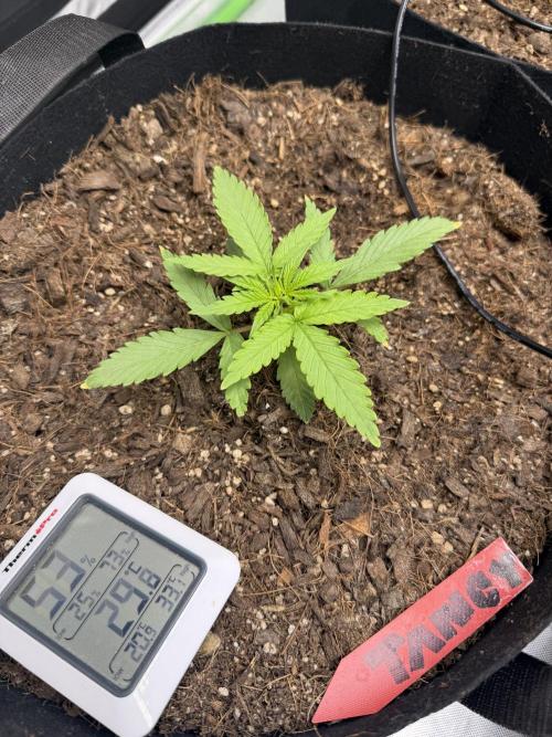 Tangie Auto. Week 3