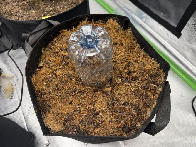 Apricot Auto // MX. Week 1