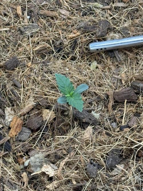 Apricot Auto // MX. Week 1