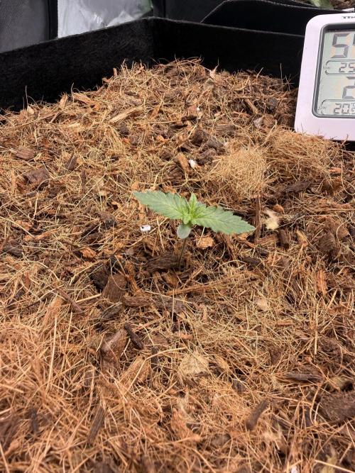 Apricot Auto // MX. Week 1