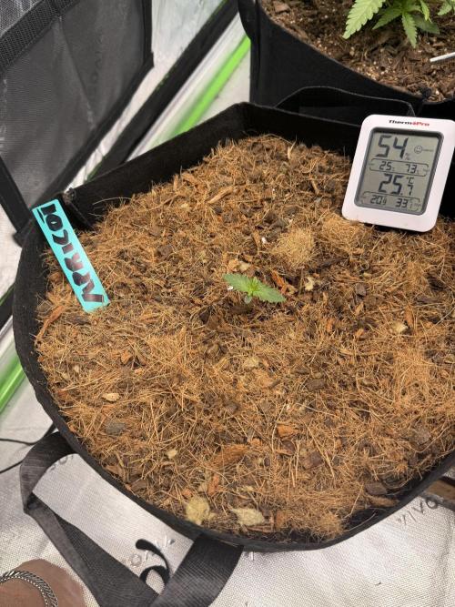 Apricot Auto // MX. Week 1