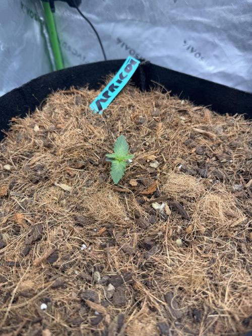 Apricot Auto. Week 1