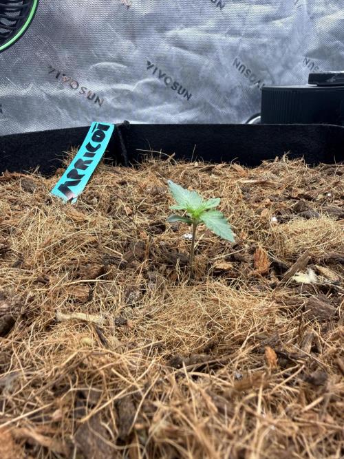 Apricot Auto // MX. Week 1