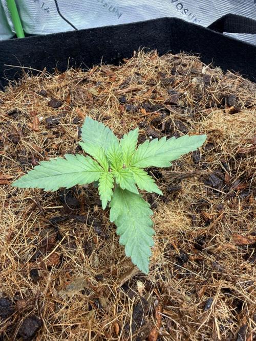 Apricot Auto // MX. Week 1