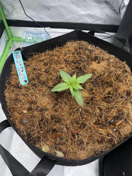 Apricot Auto // MX. Week 1