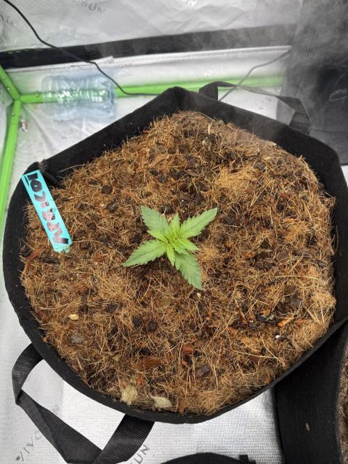 Apricot Auto // MX. Week 1