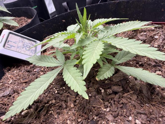 Tangie Auto // MX. Week 4
