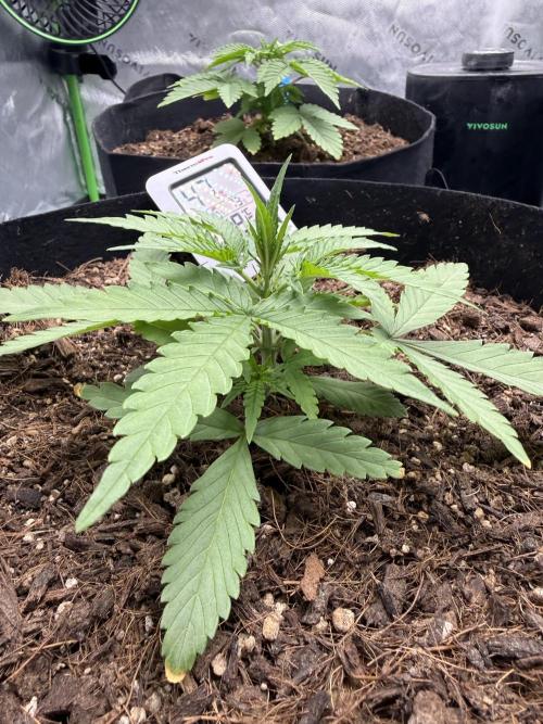 Tangie Auto // MX. Week 4