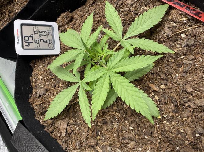Tangie Auto // MX. Week 4