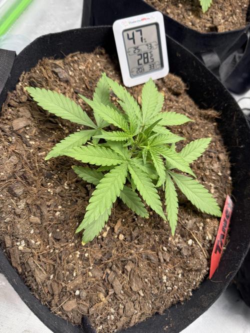 Tangie Auto // MX. Week 4