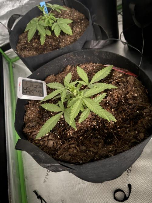 Tangie Auto // MX. Week 4