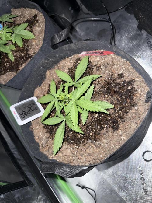 Tangie Auto // MX. Week 4