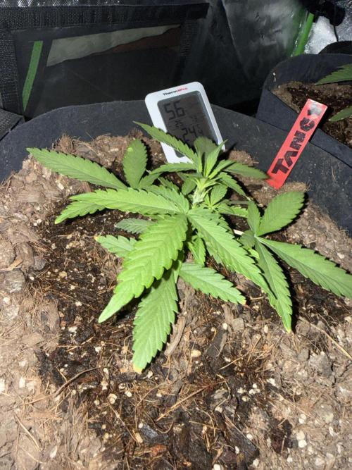 Tangie Auto // MX. Week 4