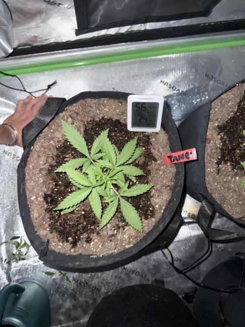 Tangie Auto // MX. Week 4