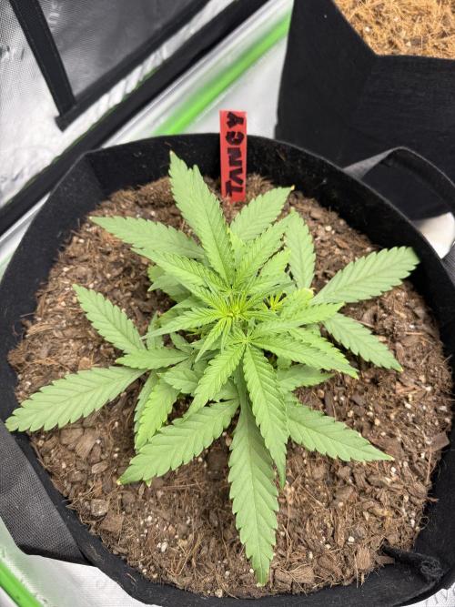 Tangie Auto // MX. Week 4