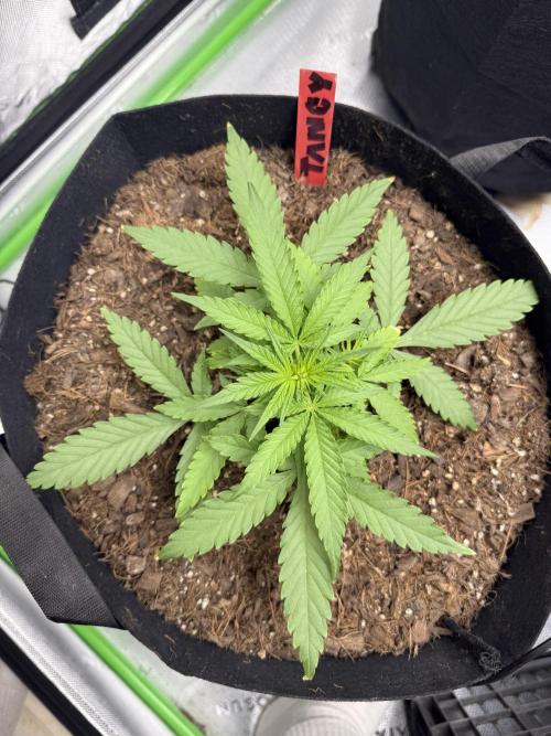 Tangie Auto // MX. Week 4