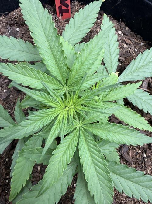 Tangie Auto // MX. Week 4