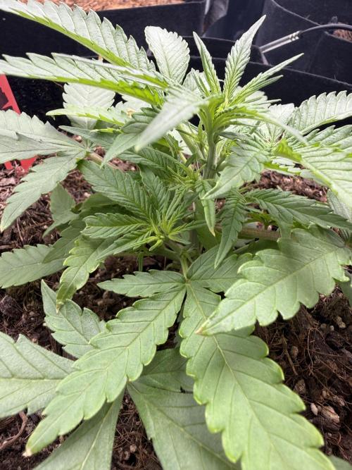 Tangie Auto // MX. Week 4
