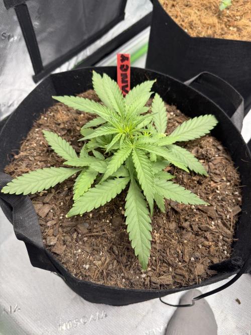 Tangie Auto // MX. Week 4
