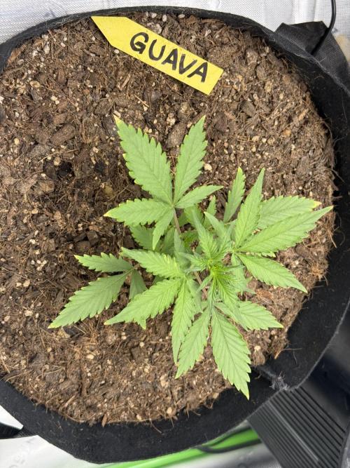 Guava Auto // MX. Week 4