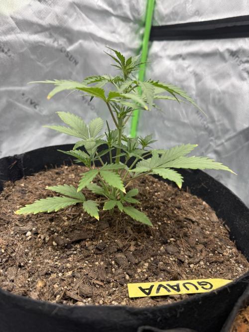 Guava Auto // MX. Week 4