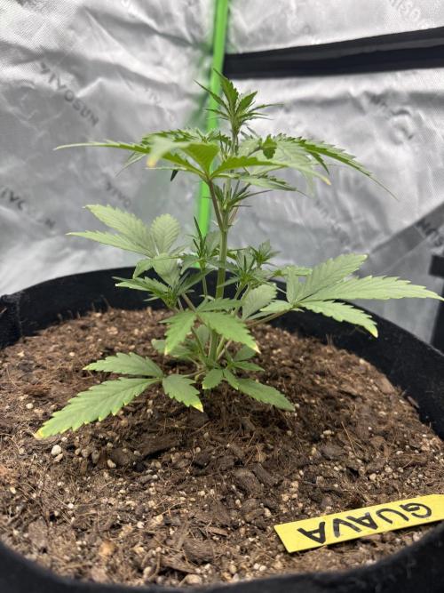 Guava Auto // MX. Week 4