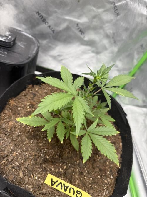 Guava Auto // MX. Week 4
