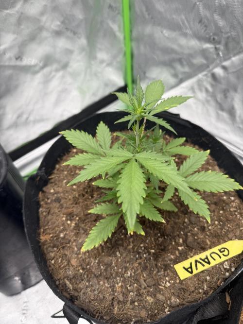 Guava Auto // MX. Week 4