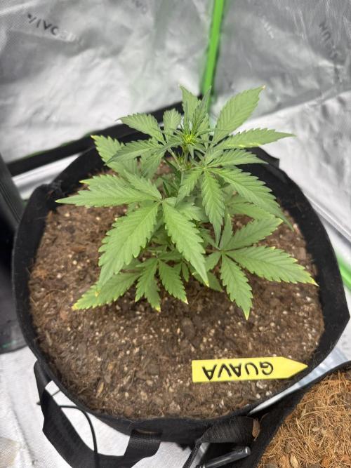 Guava Auto // MX. Week 4