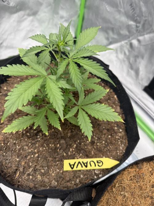 Guava Auto // MX. Week 4