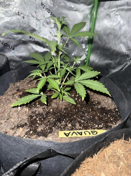 Guava Auto // MX. Week 4