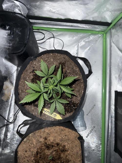 Guava Auto // MX. Week 4