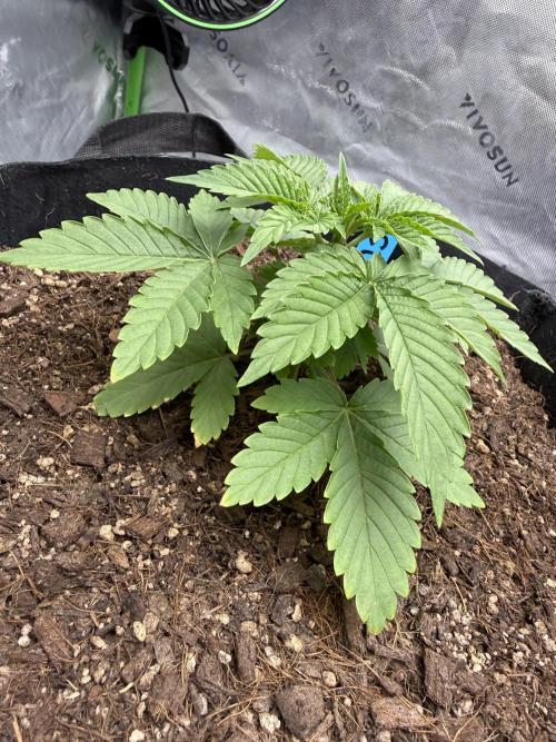 Mimosa EVO // MX. Week 4