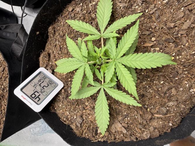 Mimosa EVO // MX. Week 4
