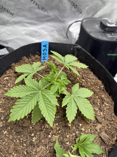 Mimosa EVO // MX. Week 4