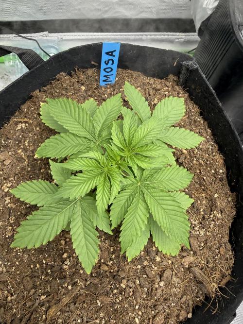 Mimosa EVO // MX. Week 4