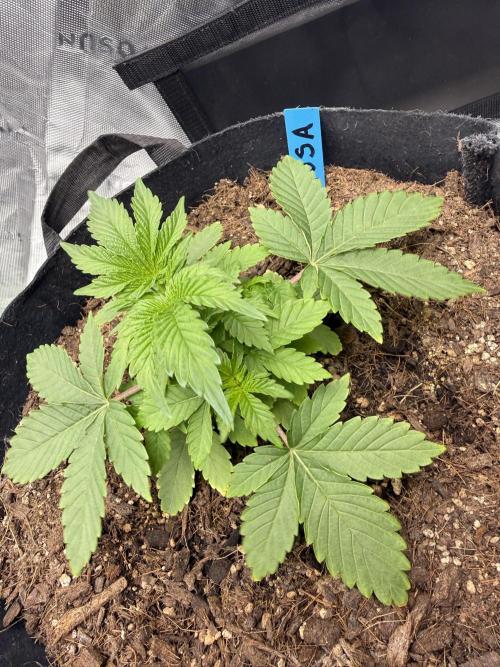 Mimosa EVO // MX. Week 4