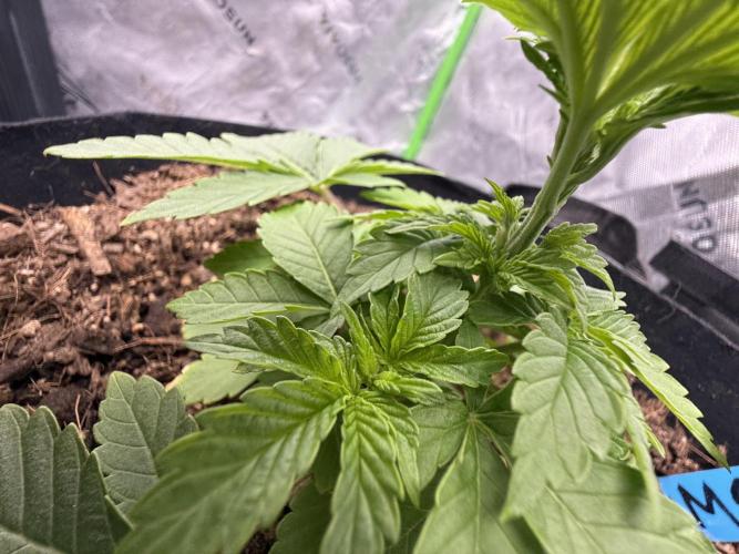 Mimosa EVO // MX. Week 4
