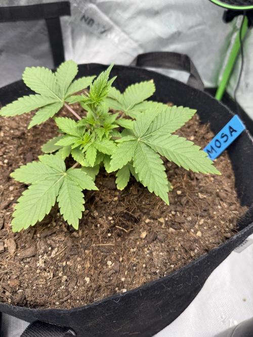 Mimosa EVO // MX. Week 4