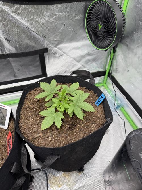 Mimosa EVO // MX. Week 4